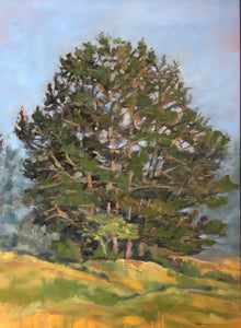 Big Spruce, Humboldt Hill, 18"x24"