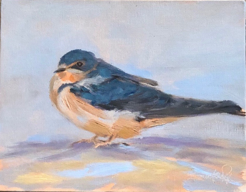 Barn Swallow study #2, 8