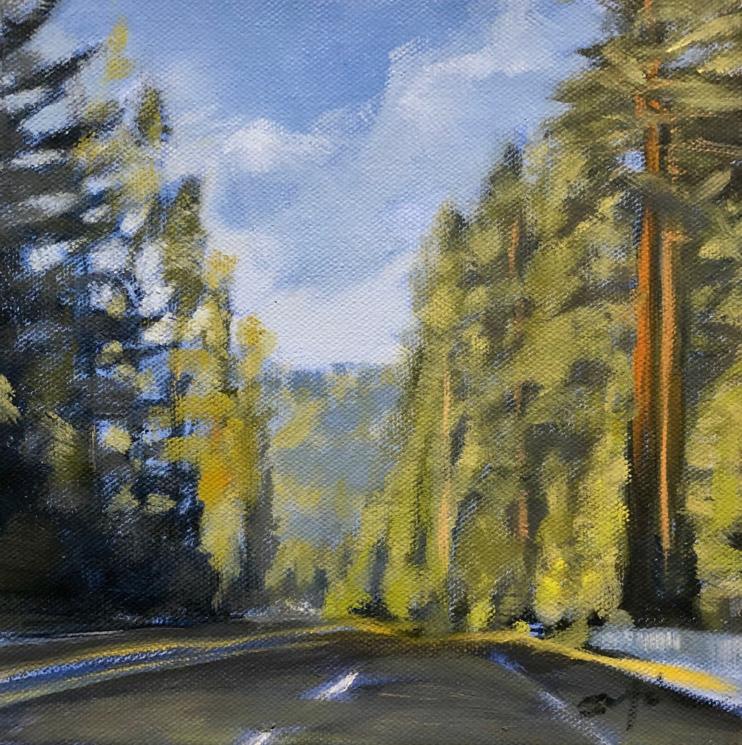 Redwoods on 101, 8